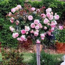 Штамб Пьер де Ронсар