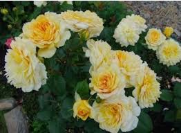 Жоэль Маруани