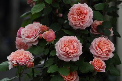 Фрэнсис Блэйз