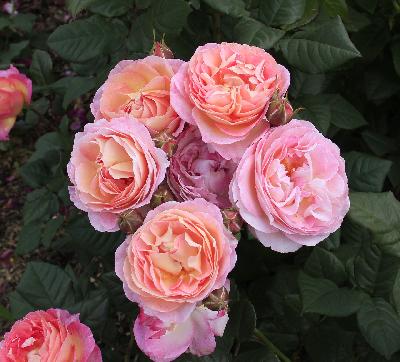 Мадам де Сталь