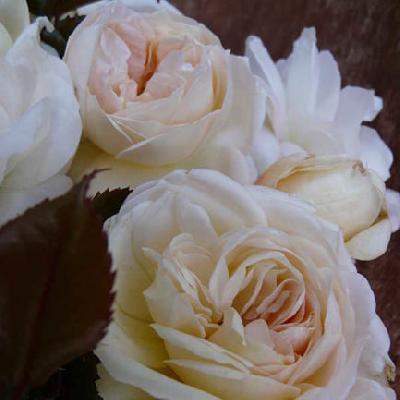 Вайт Фокс Роуз