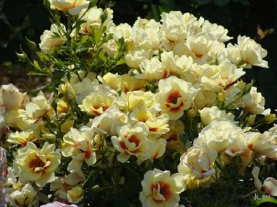 Штамб Глориос Бэбилон Айз