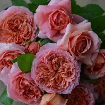 ����� �� �� ������