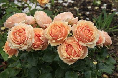 Штамб Женевьев Орси