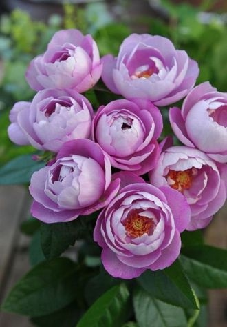 Буль дэ Парфюм