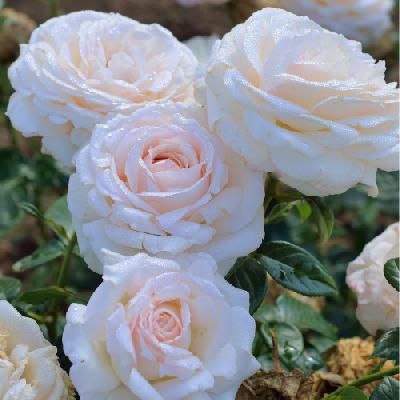 Ля Суважин Терре Пасьон