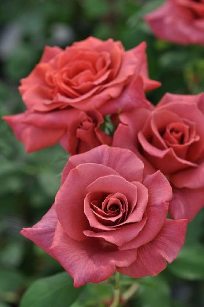 Блэк Ти( Черный чай )