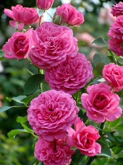 ����� ���������