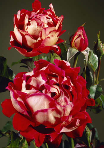 Мистик Раффлз