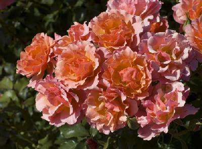 Штамб Жан Кокто