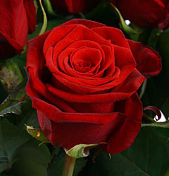 ����� ����