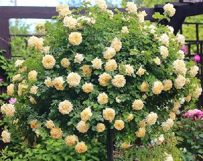 Штамб Надя Мейяндекор