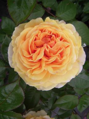 ���������� ����