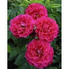 Сувенир Эдуард Мобер