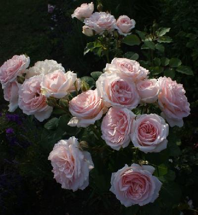 Клэр Ренессанс