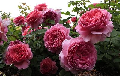 Штамб Принцесса Александра оф Кент