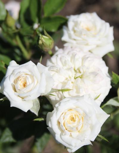 Штамб Вайт Эшли