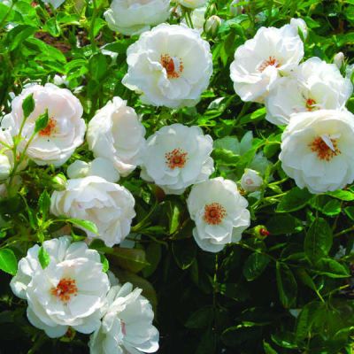 Доменик Луазо