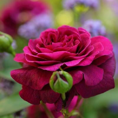 ��� ������