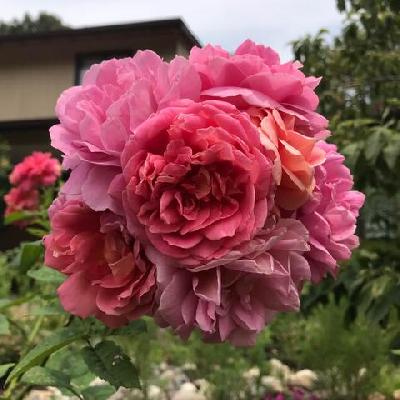 Штамб ЗЕ ИНДЕВЭ