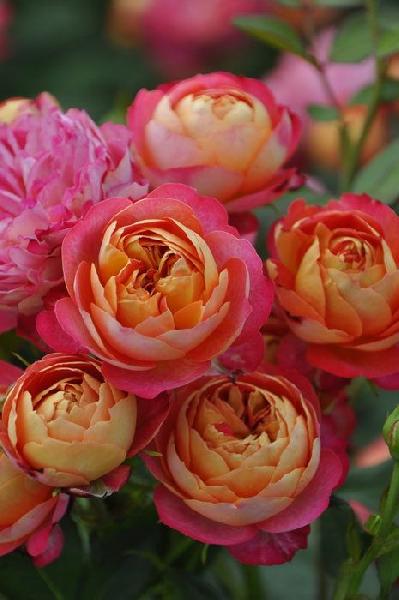 СОЛЕЙЛ РОМАНТИКА(Манго)