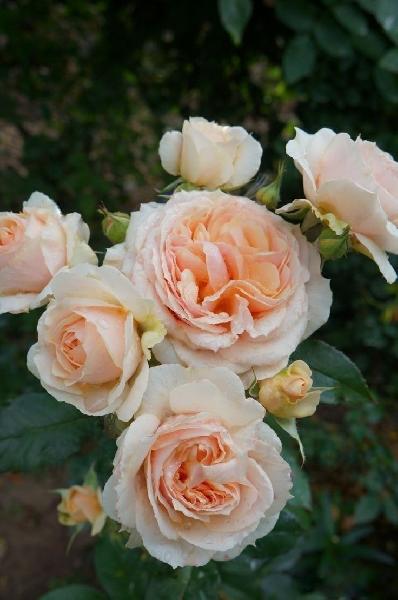 Ксавье дэ Фрэссинетт