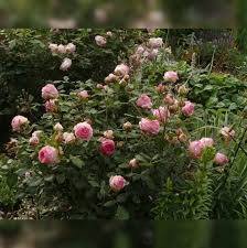 Штамб Чарминг Пиано