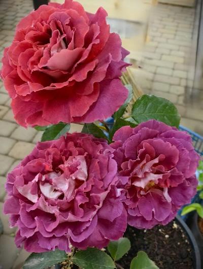 Викториана