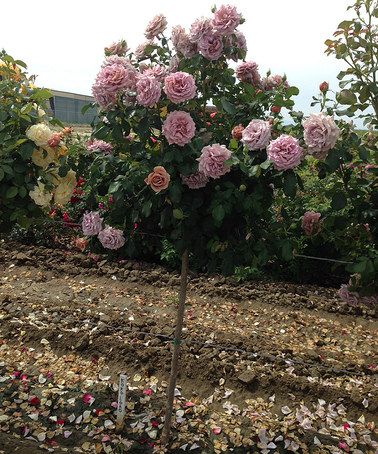 ����� ���� ����