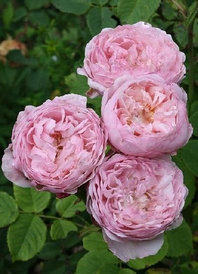 ����� �� �����������