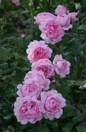 УАЙФ ов БАС