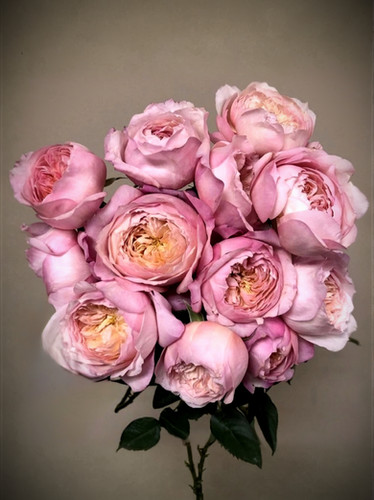 Штамб Констанс