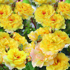 Надя Зеруали