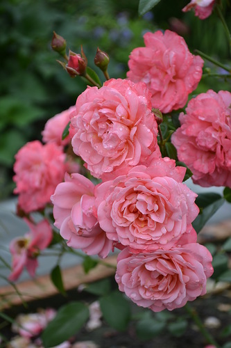 ���� ���� ������