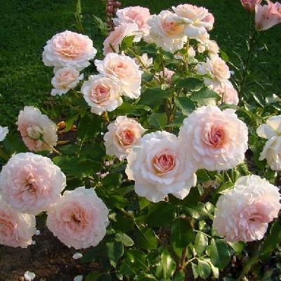 Бременские Музыканты