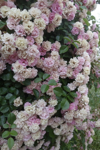 ������� ����