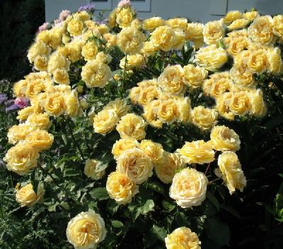 София Ренессанс