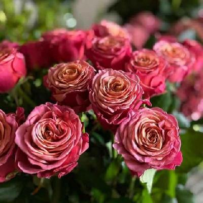 ����� ����