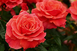 �� �� ���������