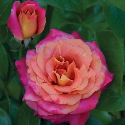 Бэлль Эпок Санфлор