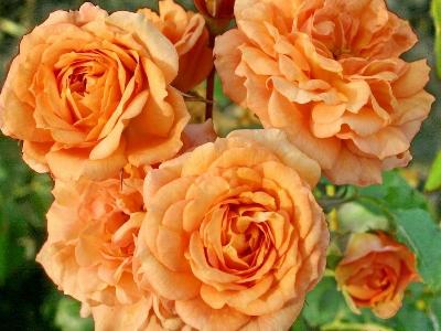 Бентаймер Гольд