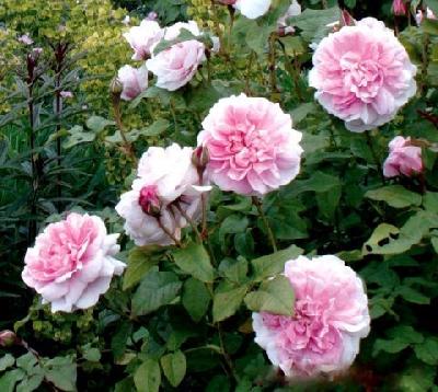 Пассьон Ситроен