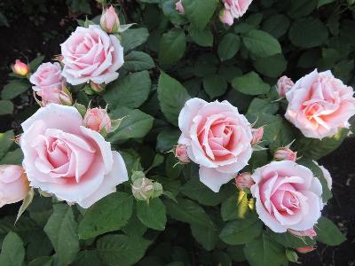 Штамб Поль Бокюз