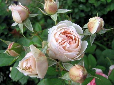 Шанталь Томасс