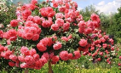 Штамб Розариум Ютерзен