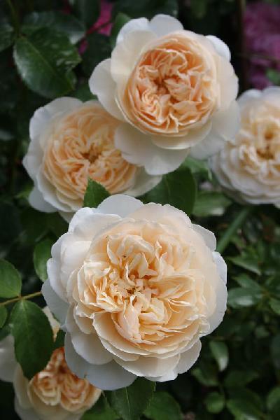 Личфилд Энджел