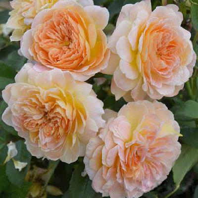 Абей де Сент-Аман