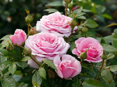 Пасифик Блю