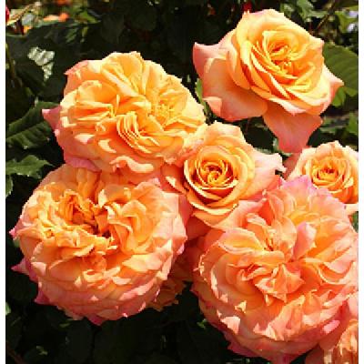 Ла Вилла Кота