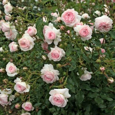 ����� �������